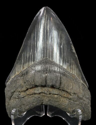 Glossy, Serrated, Fossil Megalodon Tooth #57177